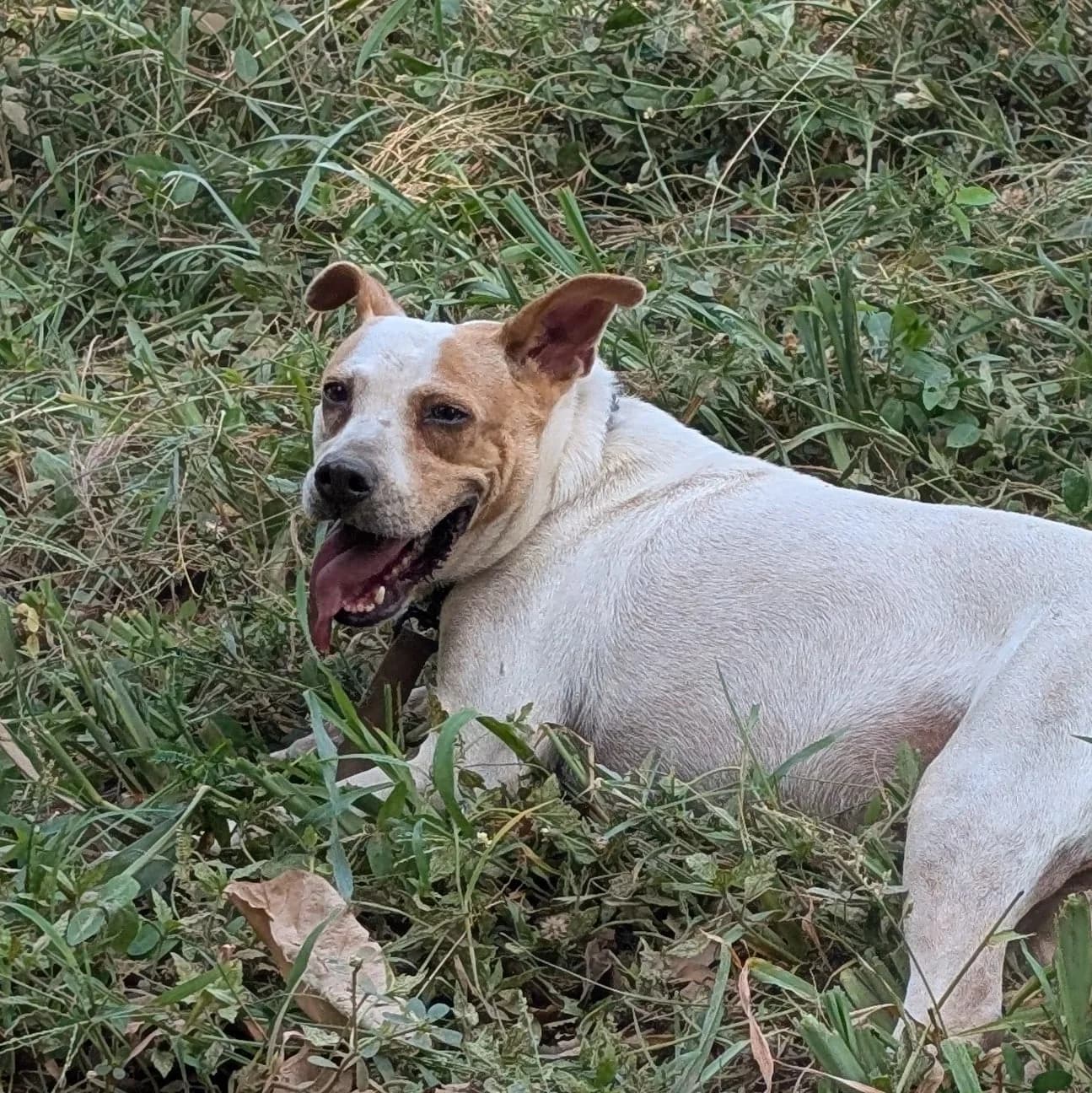 Reina, a dog at Halfway Home Animal Shelter