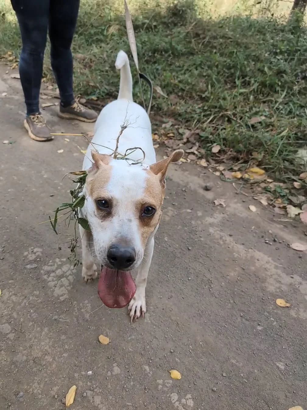 Reina, a dog at Halfway Home Animal Shelter