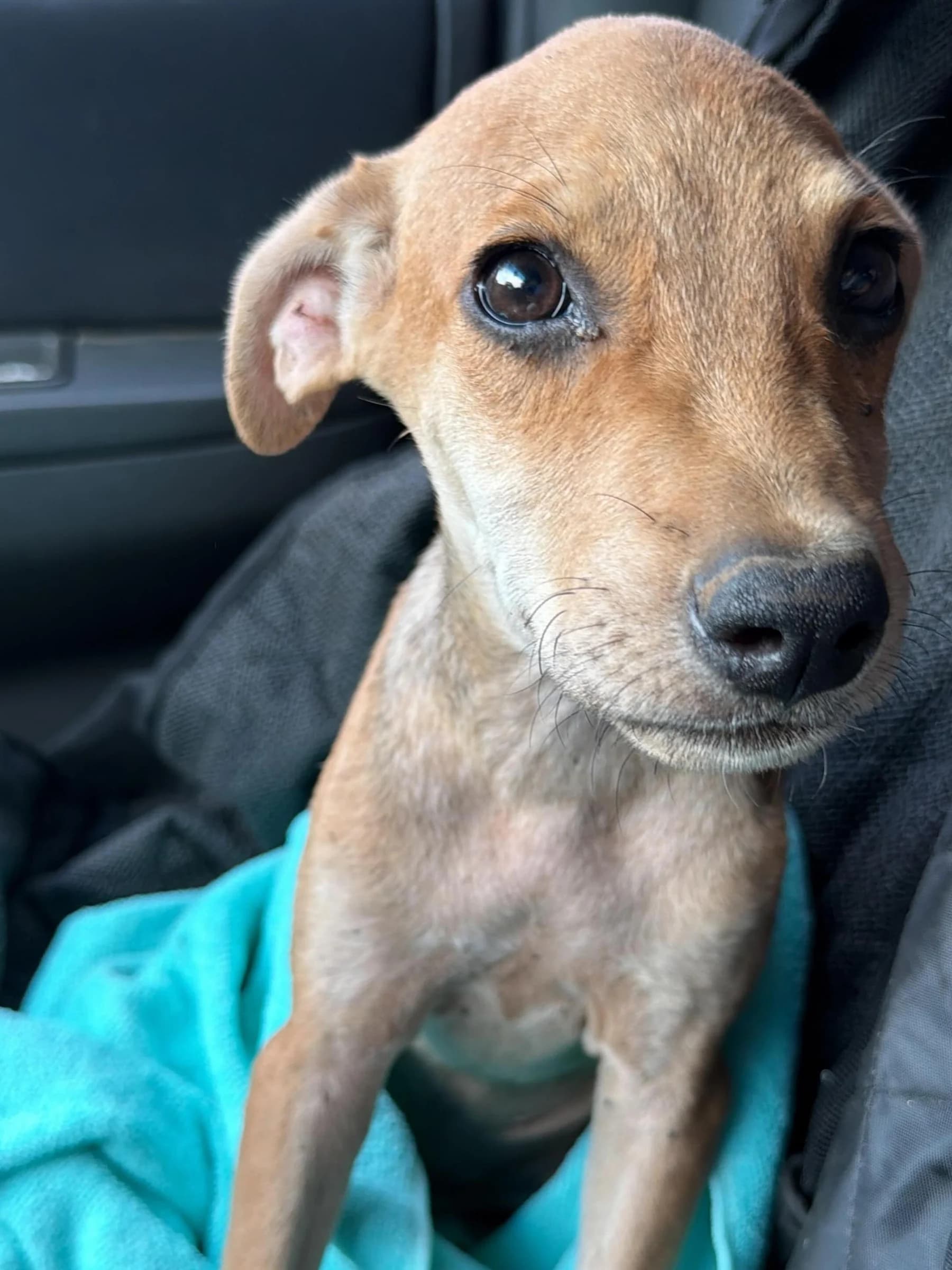 A newly rescued puppy traveling to safety