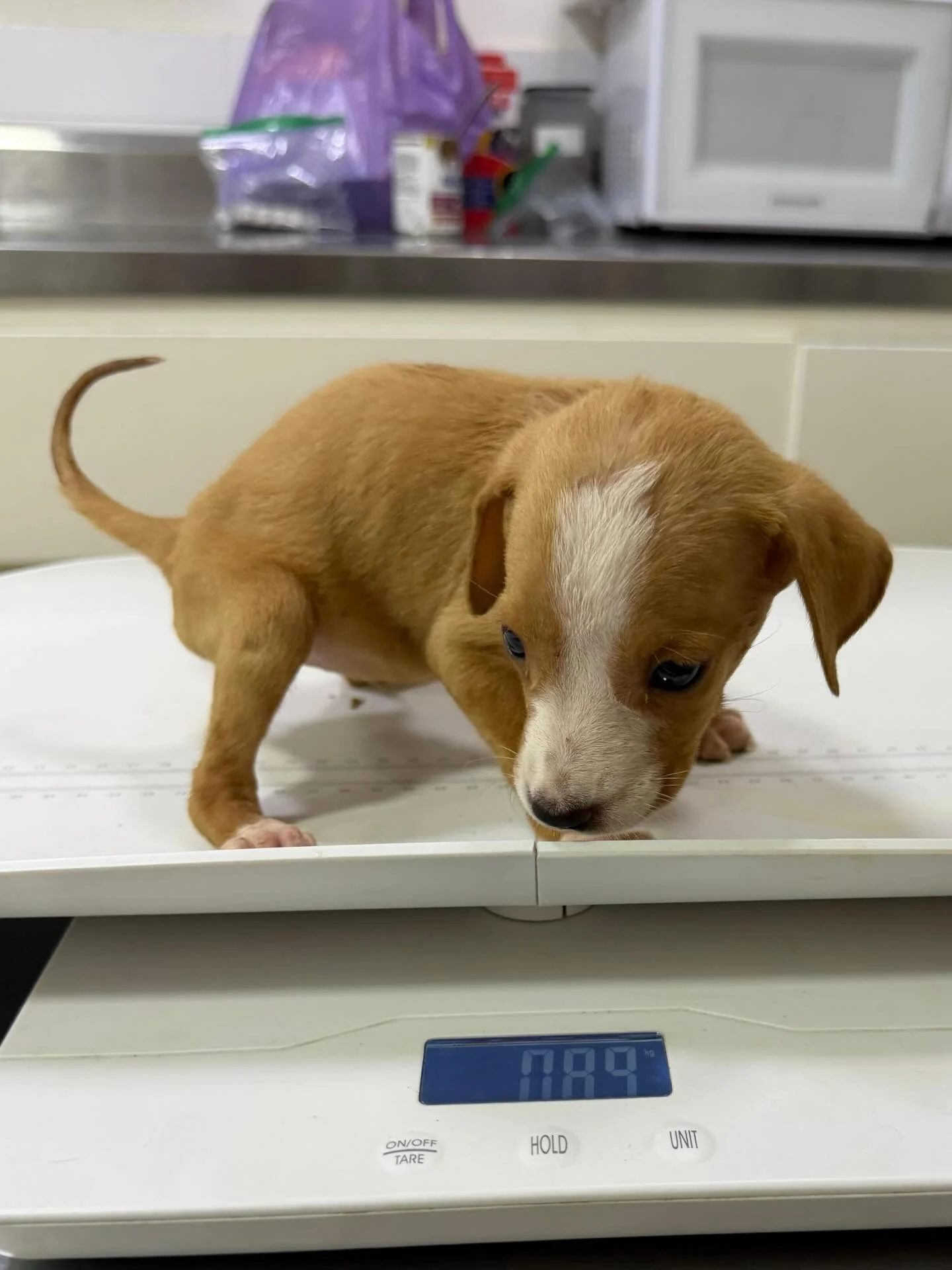 A rescue puppy receiving a veterinary check