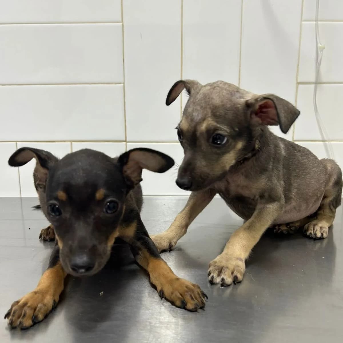 Two rescue puppies receiving veterinary care