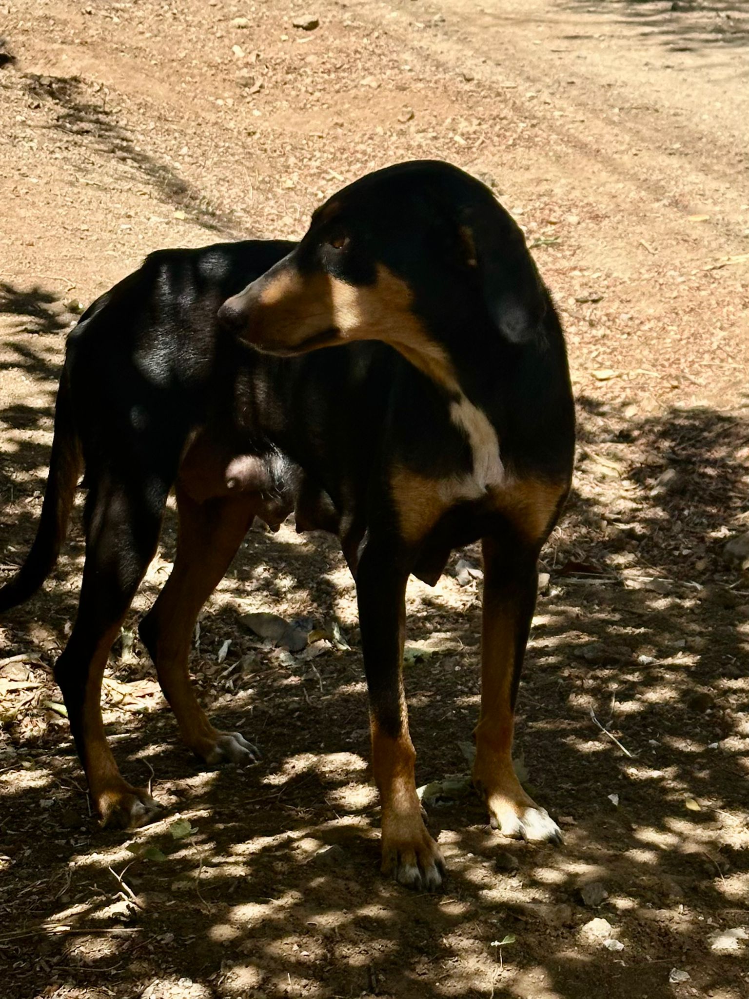 Baileys puppies at Halfway Home Tamarindo