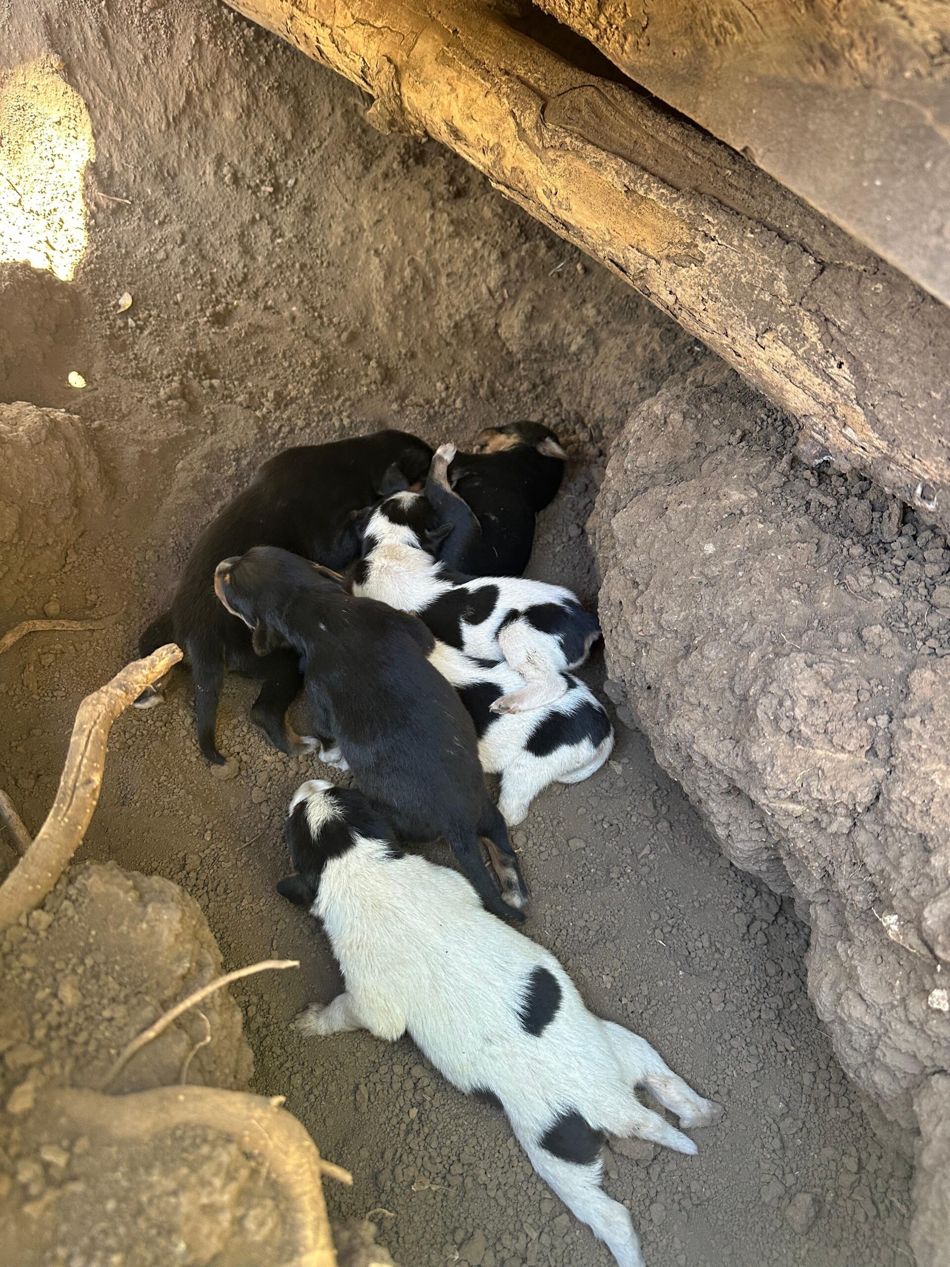 Baileys puppies at Halfway Home Tamarindo