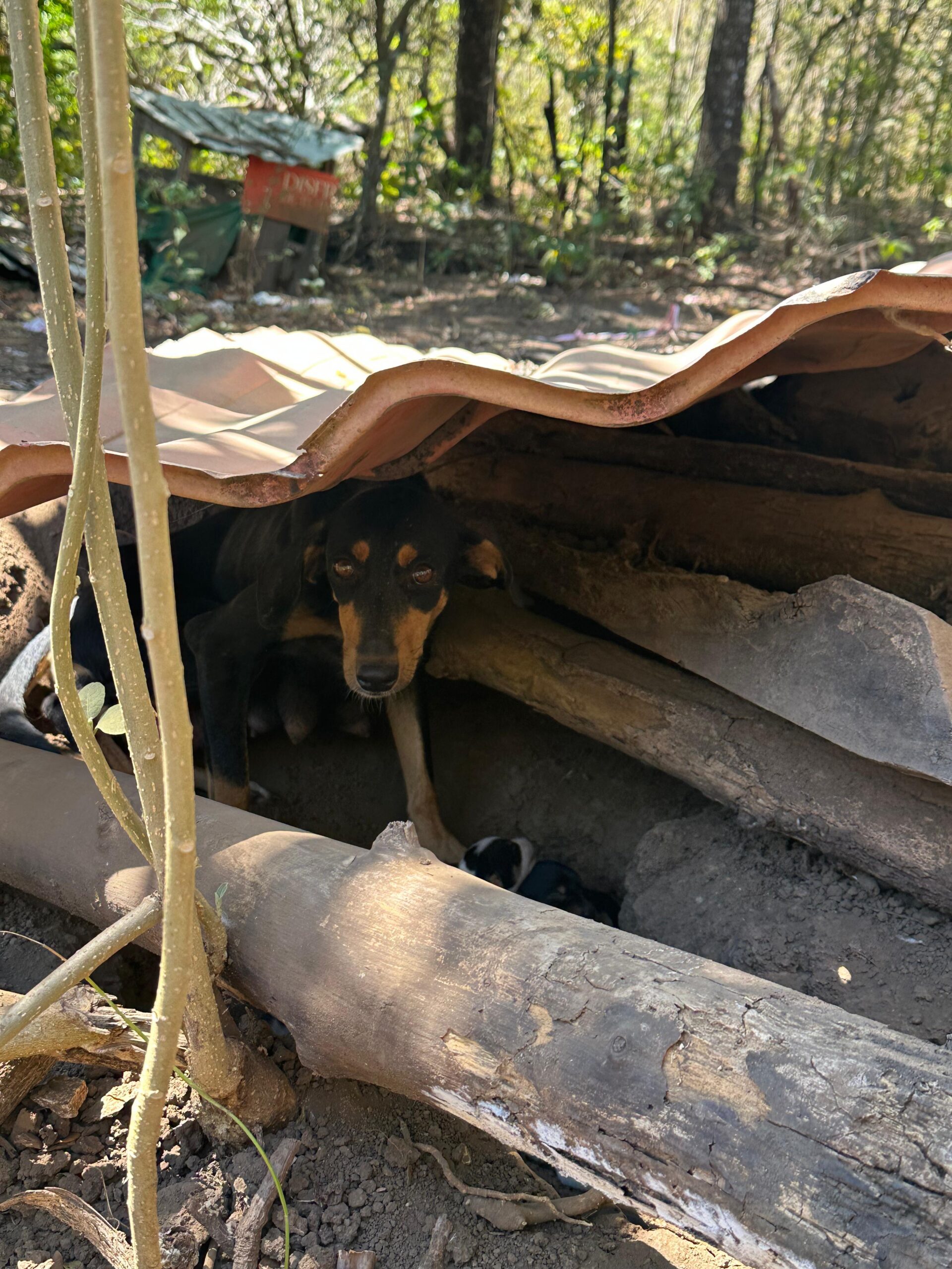Baileys puppies at Halfway Home Tamarindo