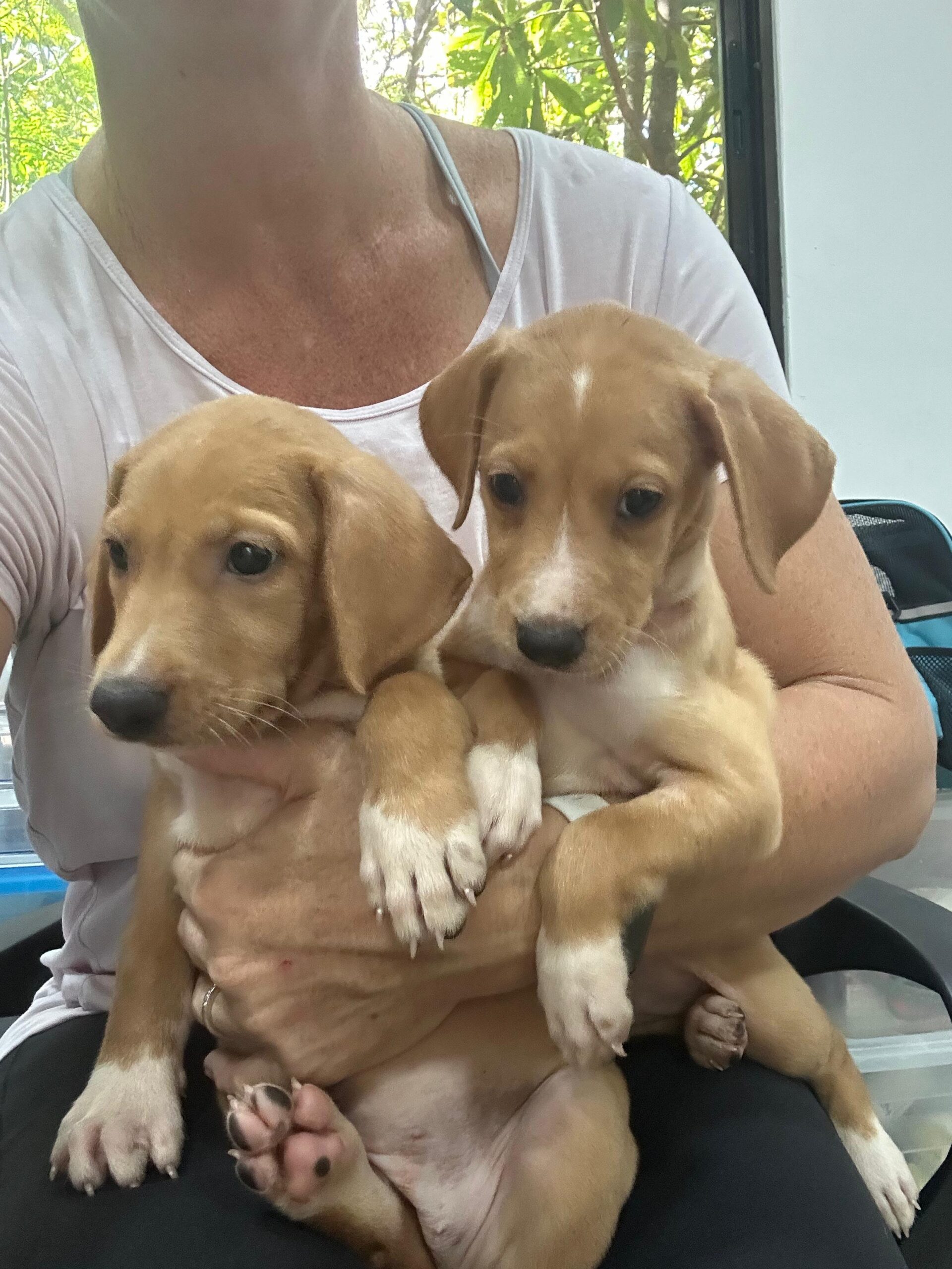 Canelas puppies