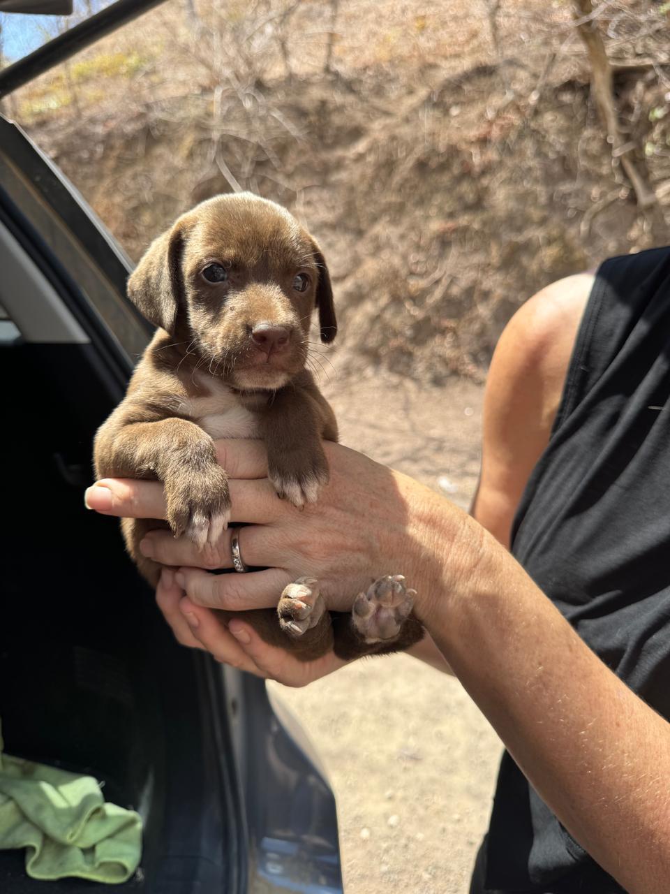 Canelas puppies