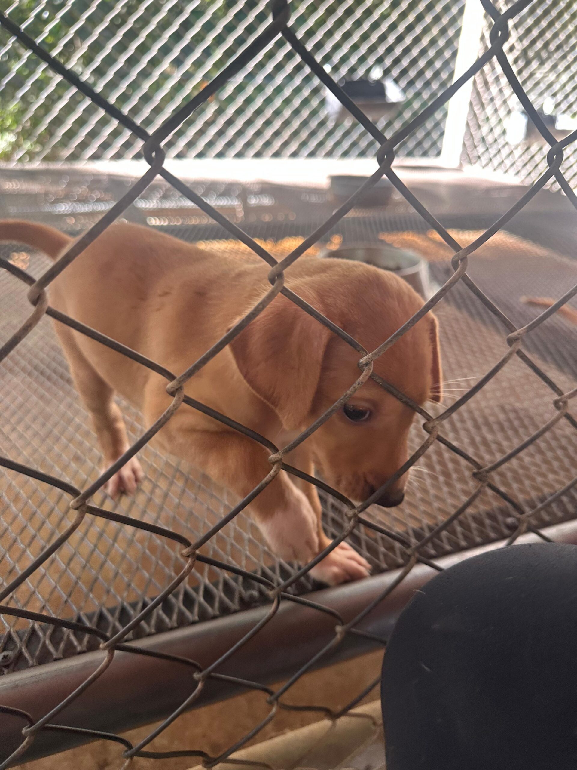 Canelas puppies