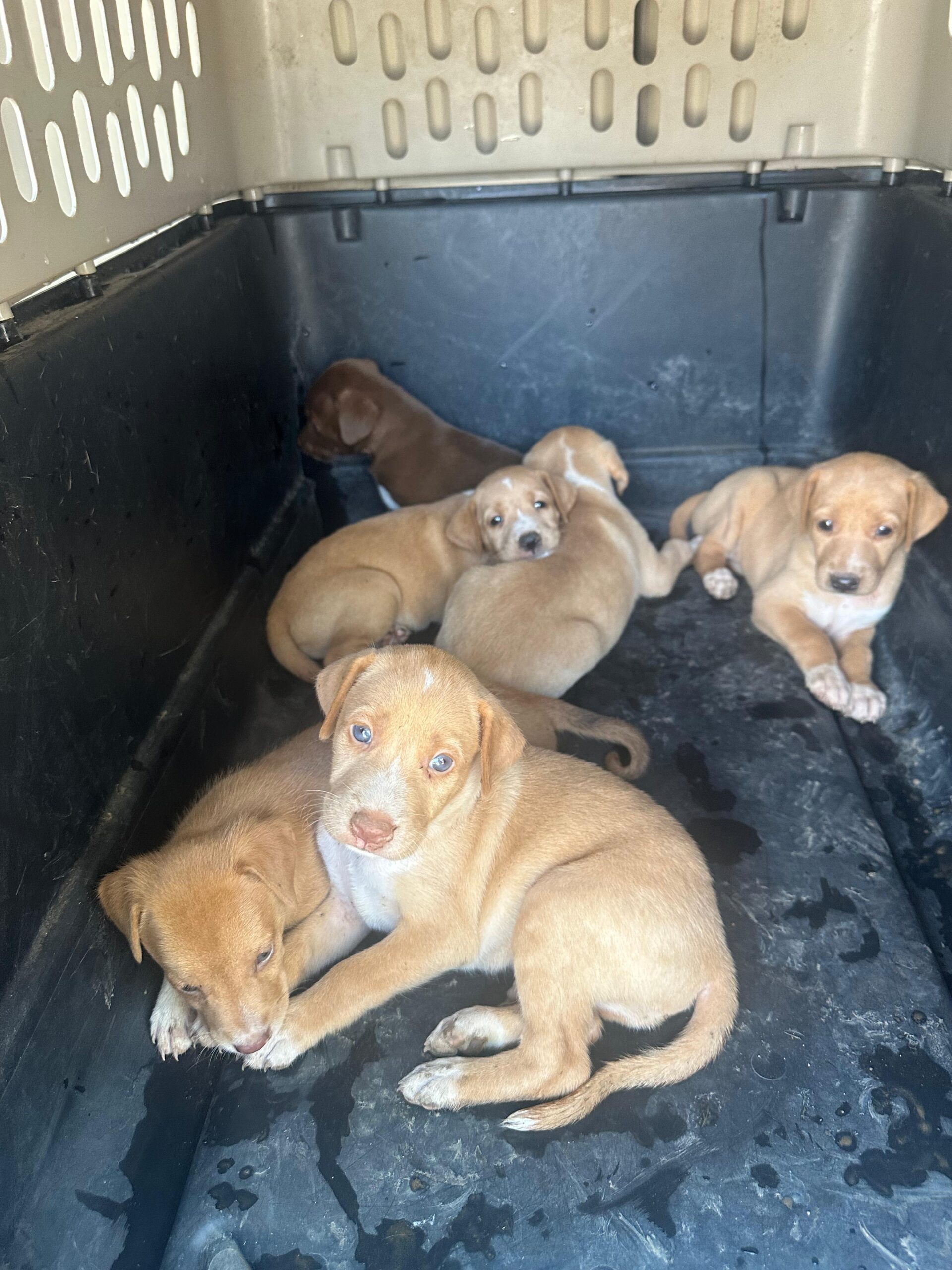 Canelas puppies