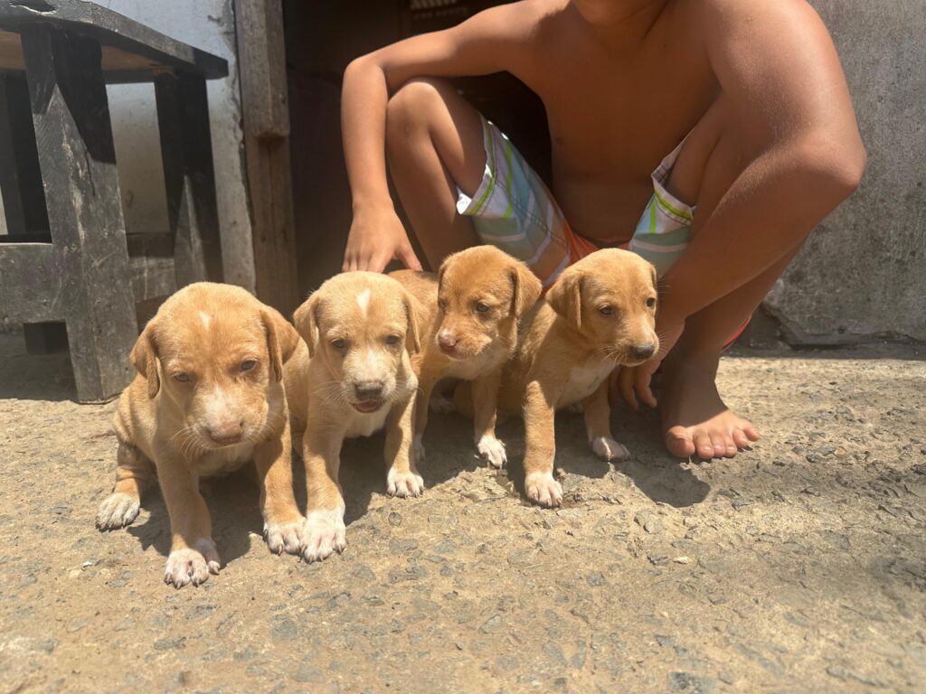 Canelas puppies